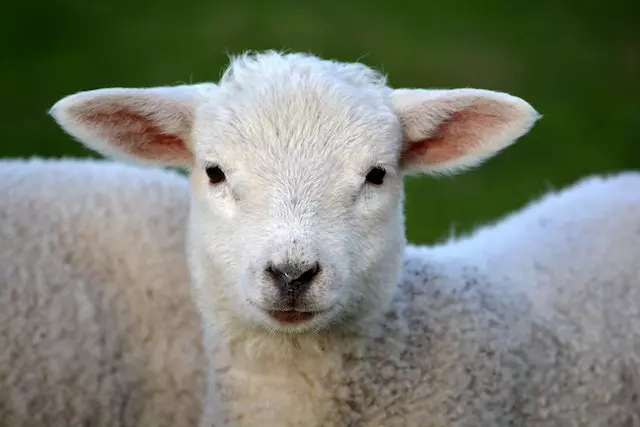 Is a Lamb a Baby Sheep Or Goat?
