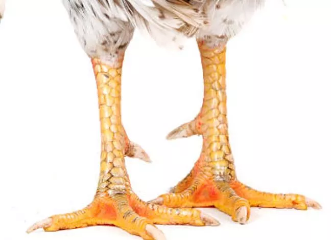 Where to Buy Chicken Feet For Bone Broth