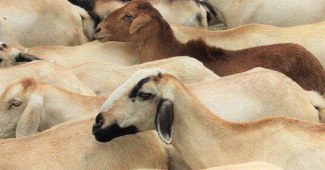 DO Monitor Your Goats' Intake
